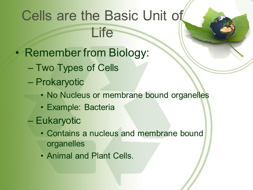 write an essay on two double membrane bounded organelles in plant